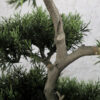 tuja na pniu w doniczce, bonsai, sztuczne drzewka