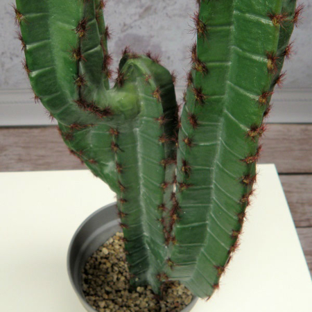 sztuczny kaktus karnegia sztuczne rośliny wysoka jakość