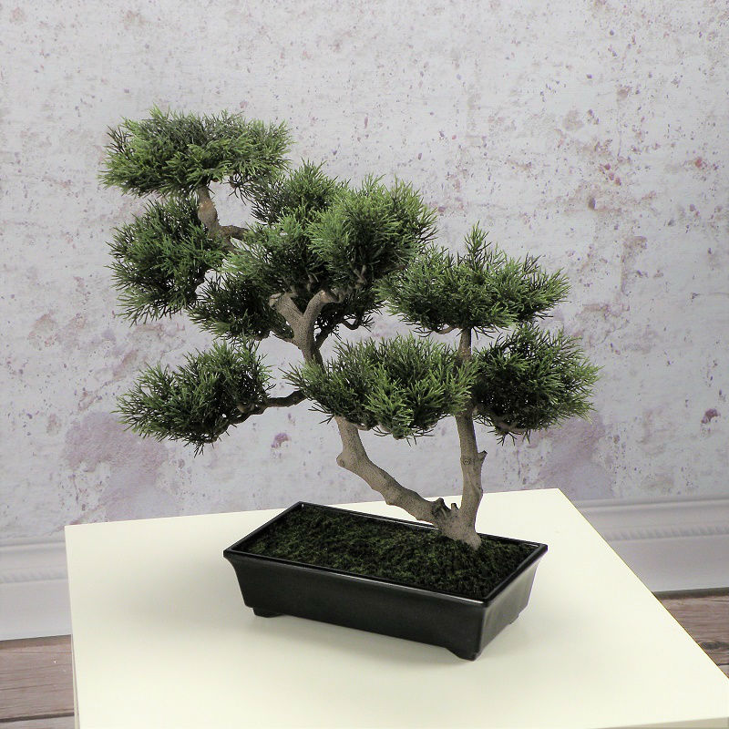 bonsai w donicy wysoka jakość