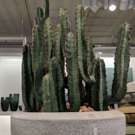 Kaktus Karnegia