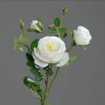 róża angielska pnąca jakość premium