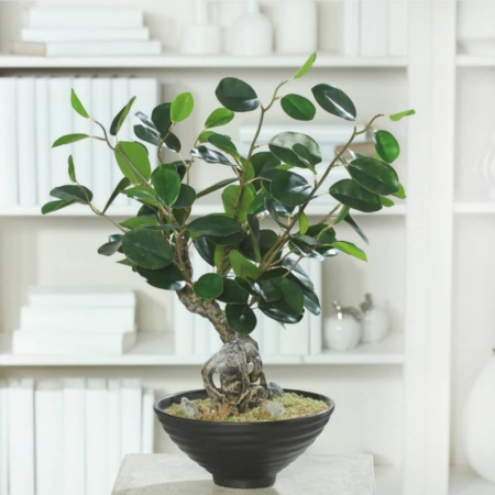 Miniaturka bonsai ficus