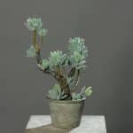 sztuczne kaktusy eszeweria