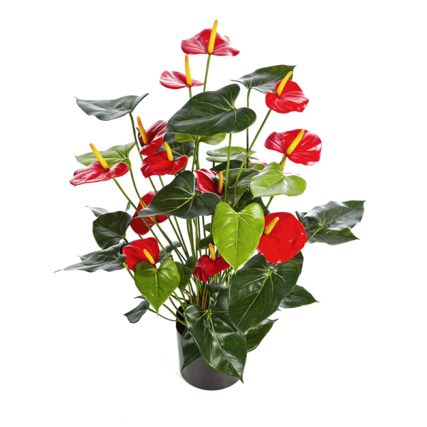 Anturium Produkt Premium, czerwone kwiaty