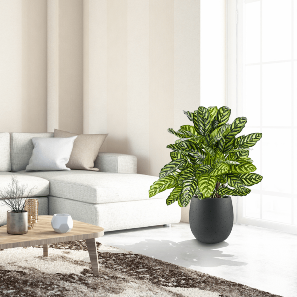 Zielona Kalatea 80 cm aranżacja wnętrza, sztuczna roślina