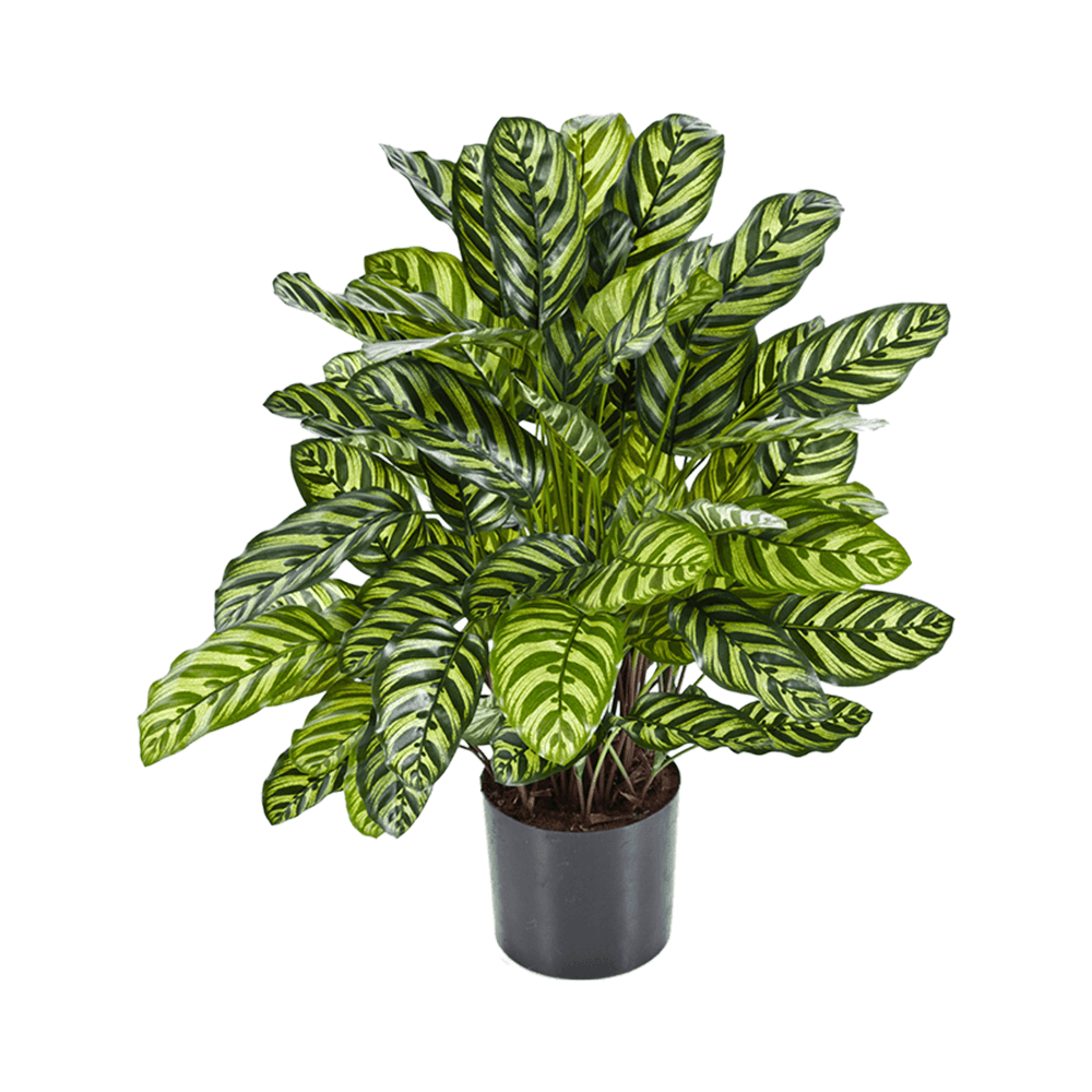 Zielona Kalatea 80 cm, sztuczna roślina