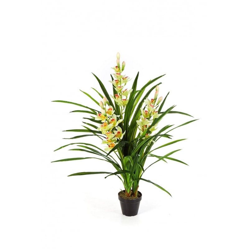 Orchidea - Storczyk Cymbidium - kremowa