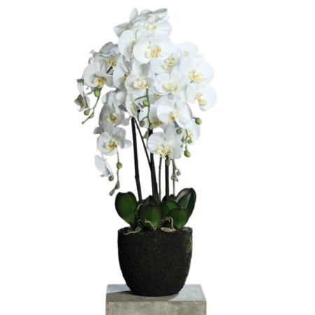 Storczyk Orchidea w Sztucznej Ziemi 85 cm