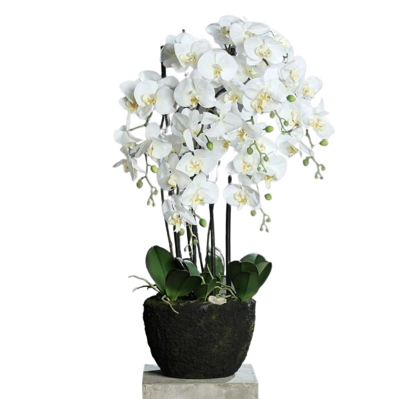 Storczyk Orchidea w Sztucznej Ziemi 92 cm