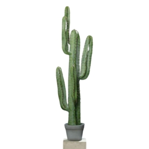 kaktus karnegia 114 cm