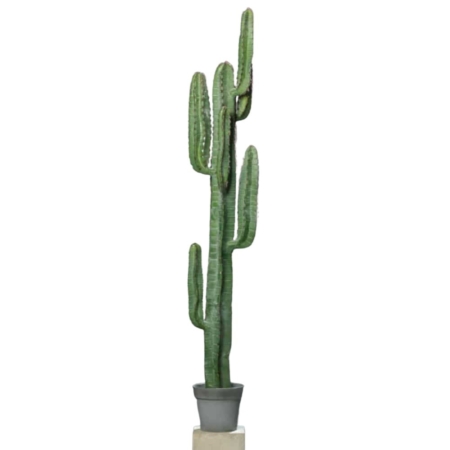 kaktus karnegia 160 cm