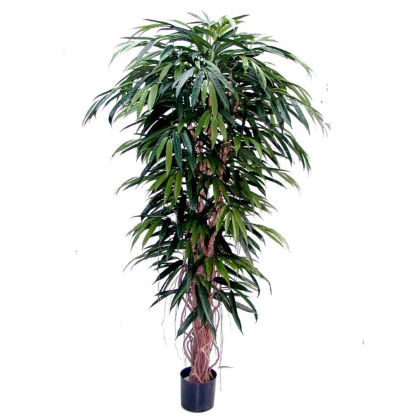 longifolia liana