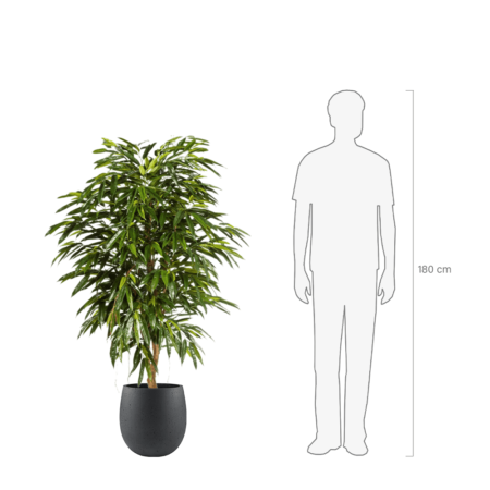 longifolia royal 150 wymiar