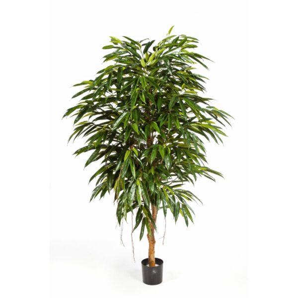 sztuczna longifolia royal