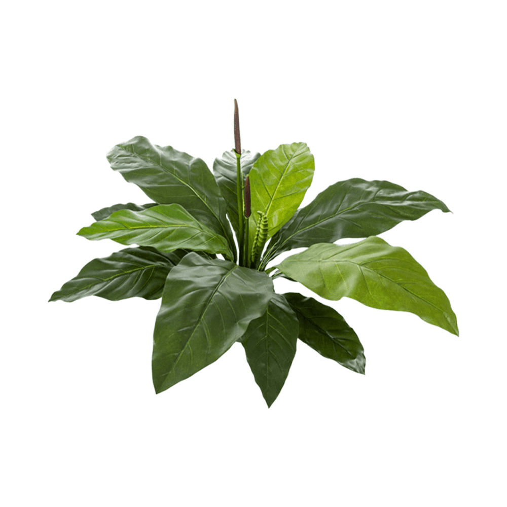 Anturium, duże liście