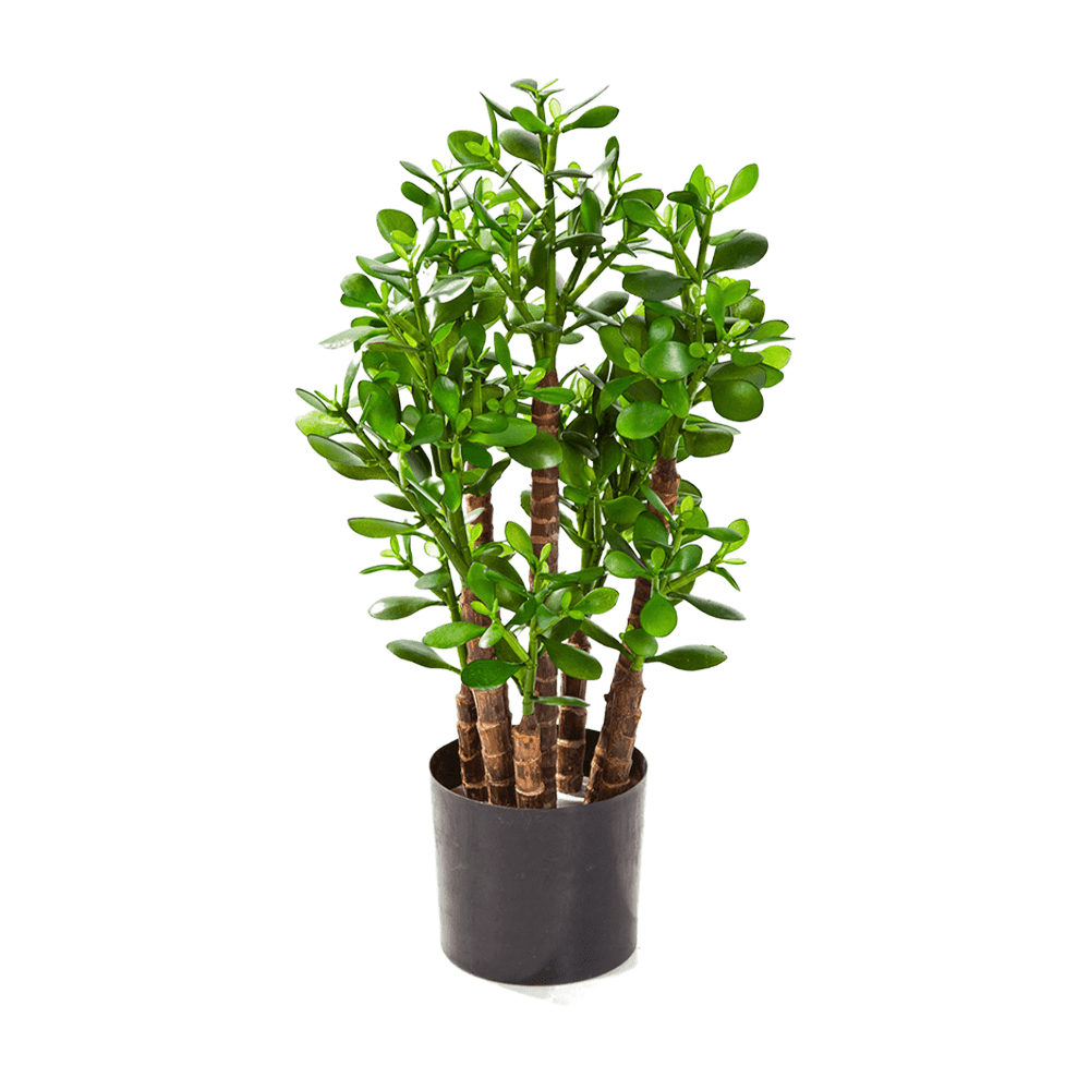 Grubosz Sztuczny – Drzewko Szczęścia 60 Cm, sztuczny krzew, grube liście