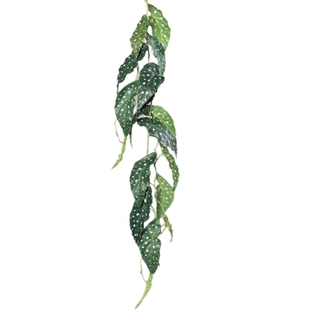 begonia mulata wisząca 115 cm