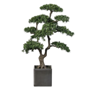 bonsai 170 cm