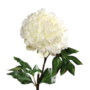 Piwonia Kremowa - Kwiat 56 cm