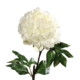 Piwonia Kremowa - Kwiat 56 cm
