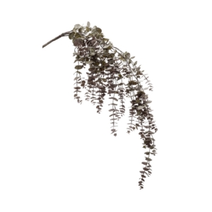 eukaliptus pnącze borodo 120 cm