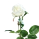 róża 66 cm naturalna w dotyku biała