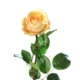 róża 66 cm naturalna w dotyku żółta