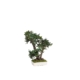 bonsai tobira 50 cm