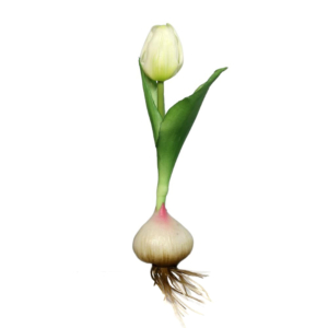 sztuczny tulipan biały naturalny w dotyku