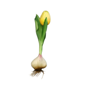 sztuczny tulipan żółty naturalny w dotyku