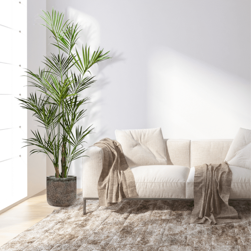 palma kentia 172cm