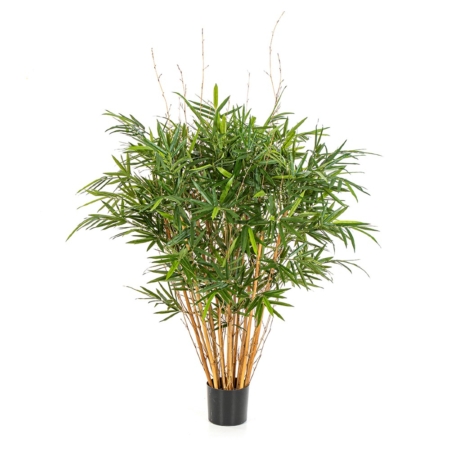Bambus Królewski Jamaica 125 cm