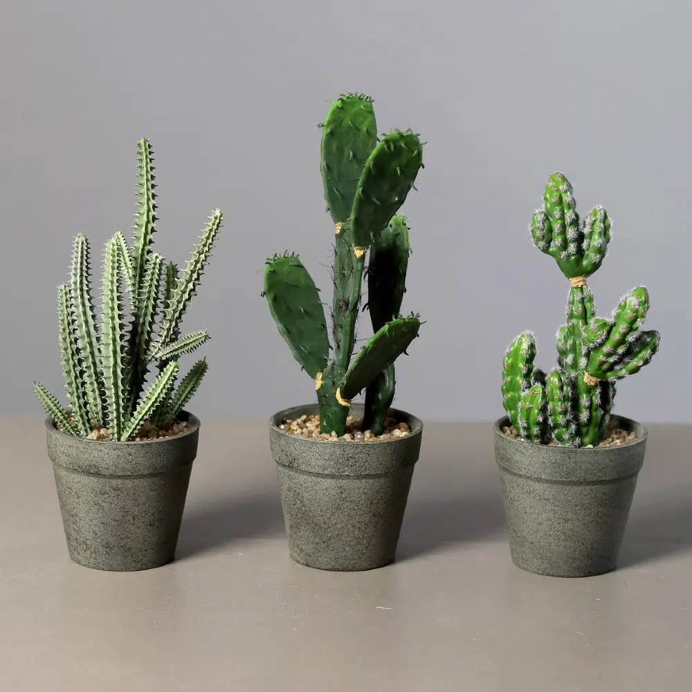 kaktusy 3 różne style