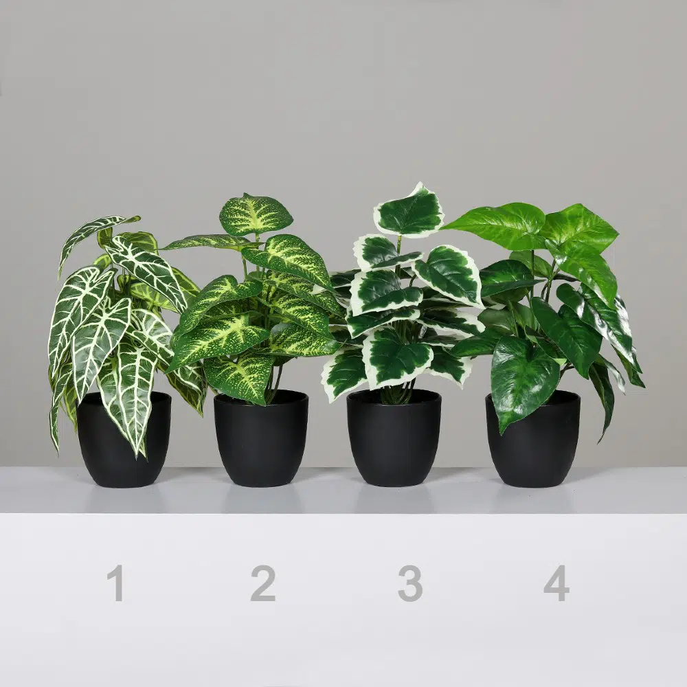 mix roślin 3mix roślin 30 cm