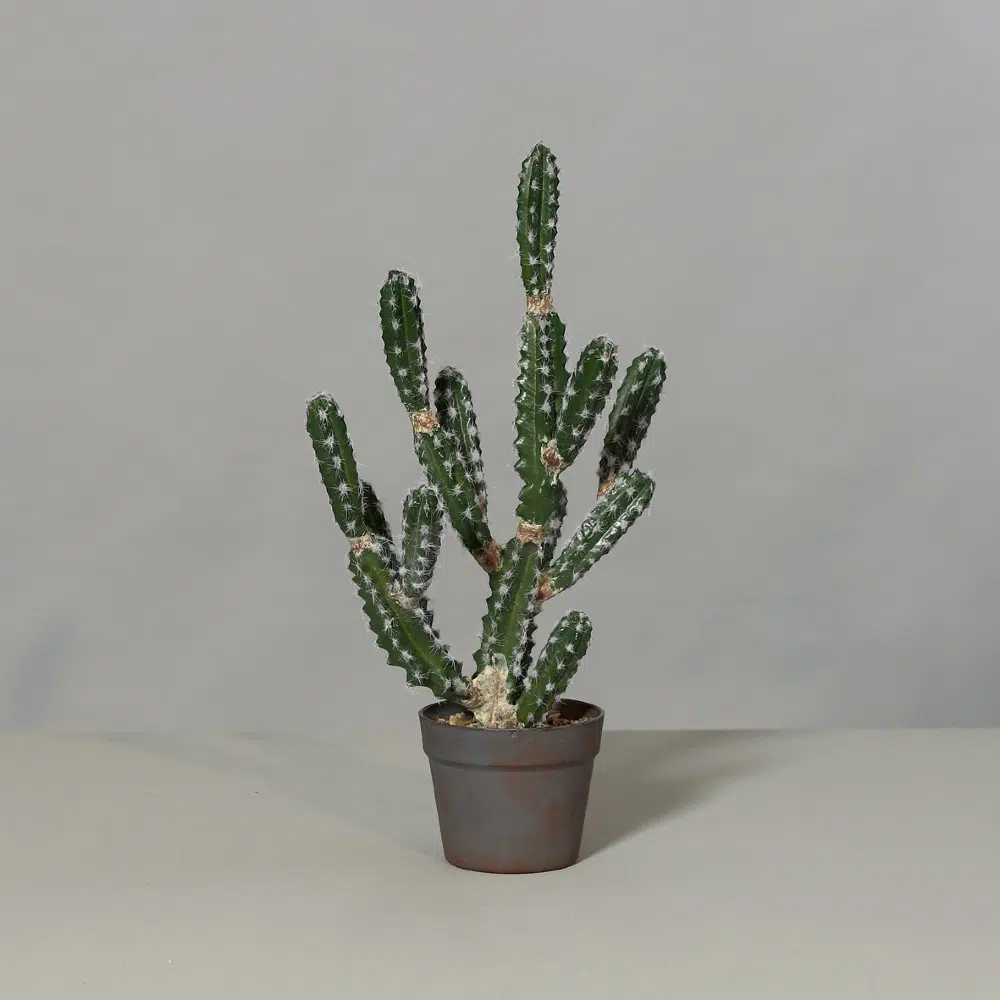 Kaktus w doniczce 63 cm
