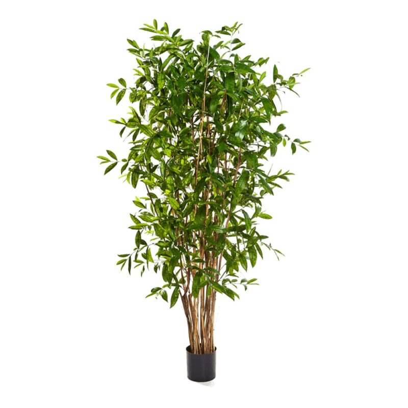 Dracena Surculosa