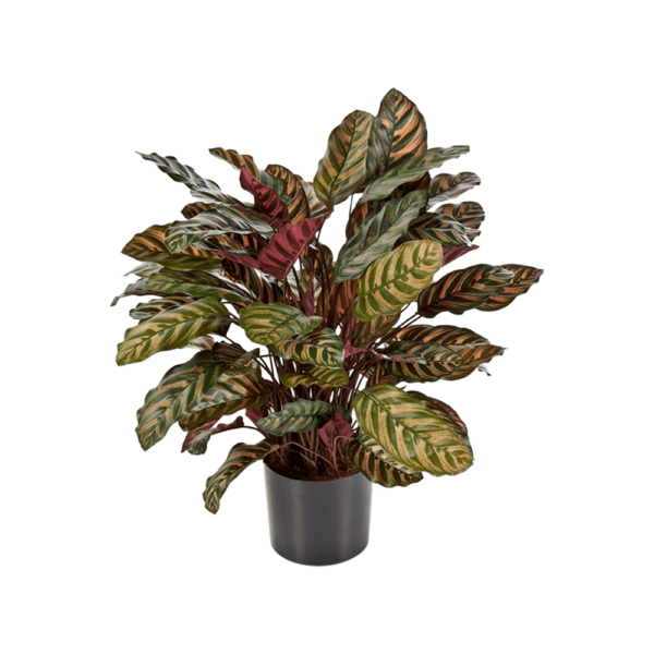 kalatea czerwona 80 cm, sztuczna roślina, kolorowe liście