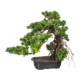 Sztuczny Bonsai Podocarpus 40 cm