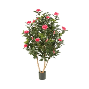 Kamelia Japońska 150cm – Różowa – Produkt Premium