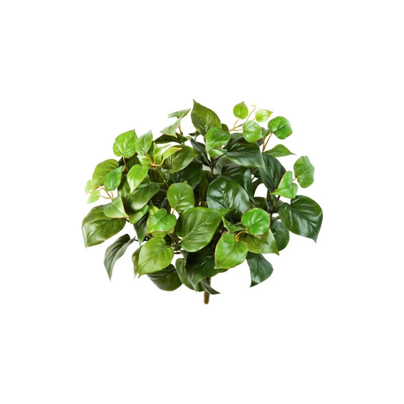 Filodendron Pnącze 35 cm