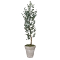 Drzewko Eukaliptus - Produkt Premium 160 cm