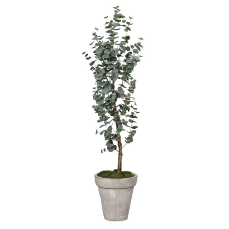 Drzewko Eukaliptus – Produkt Premium 160 cm