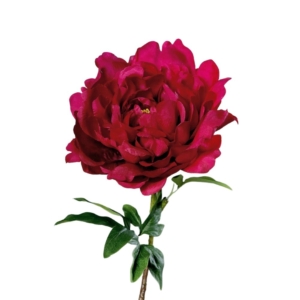 Piwonia Różowa 58 cm