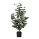 Drzewko Eukaliptus - Produkt Premium 70 cm