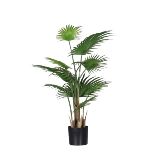 Palma Livistona 80 cm