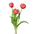 bukiet tulipanów 39 cm jasnoczerwone